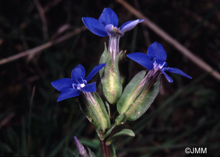 Gentiana utriculosa