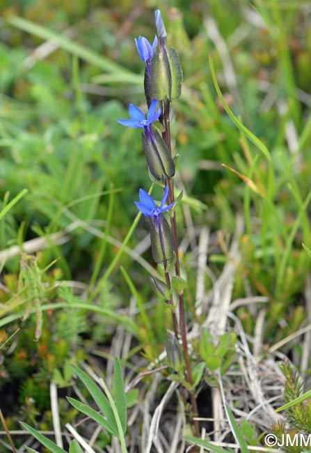 Gentiana utriculosa