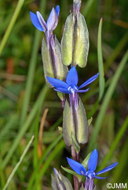 Gentiana utriculosa