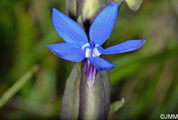 Gentiana utriculosa