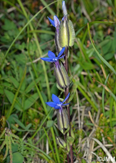 Gentiana utriculosa