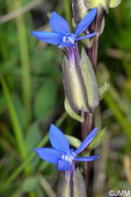 Gentiana utriculosa