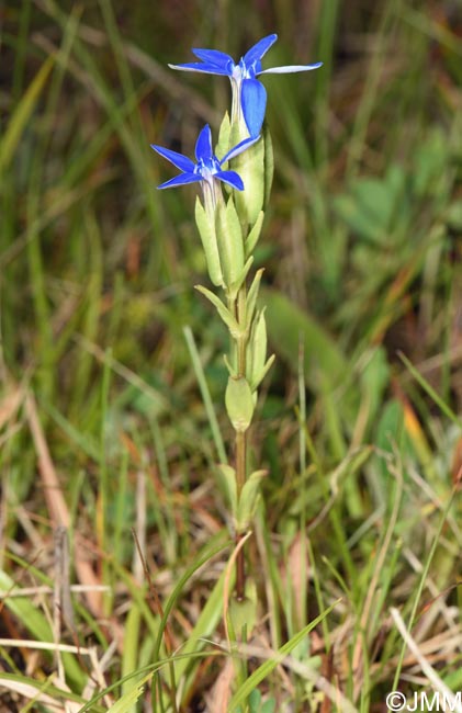 Gentiana utriculosa