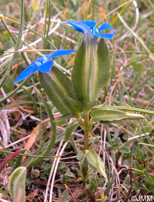 Gentiana utriculosa