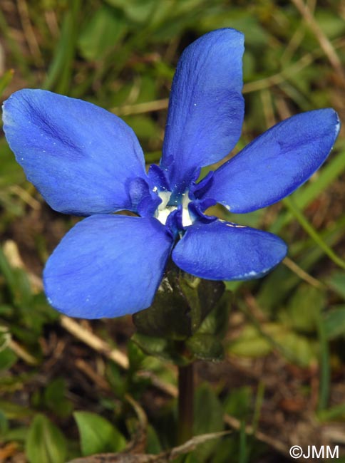 Gentiana verna