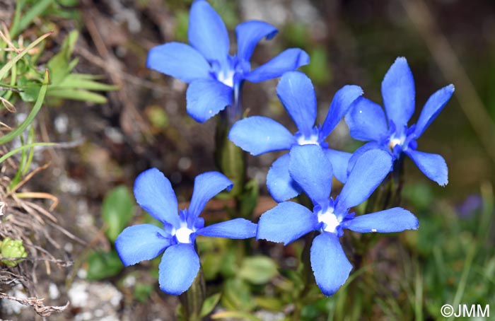 Gentiana verna