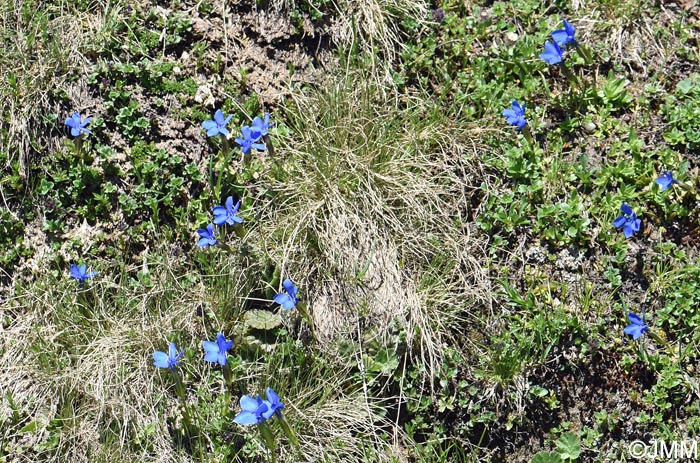 Gentiana verna