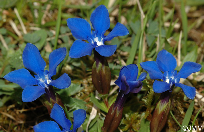 Gentiana verna