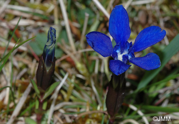 Gentiana verna