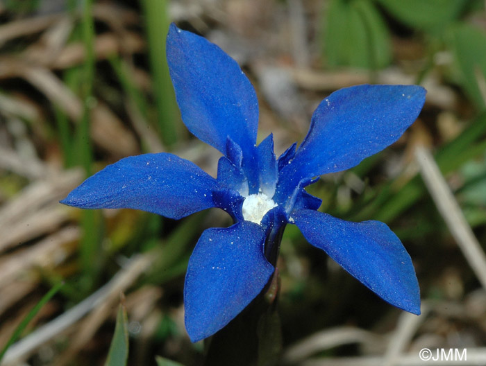 Gentiana verna