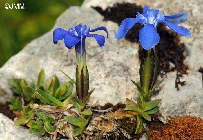 Gentiana verna