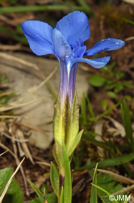 Gentiana verna