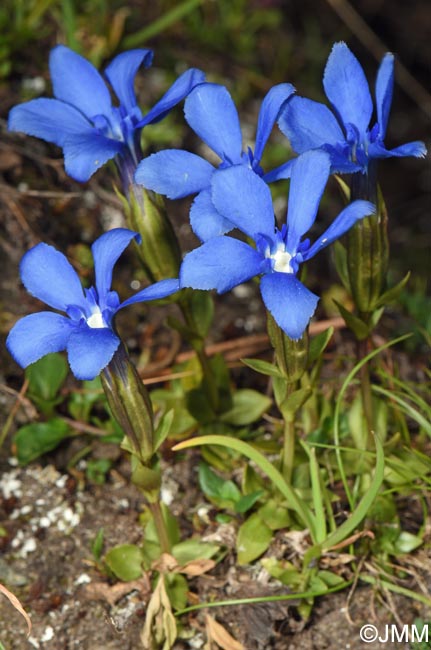 Gentiana verna