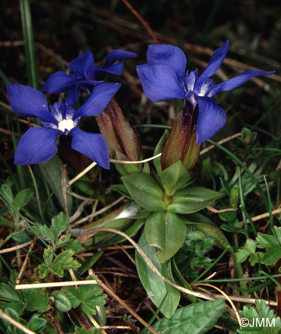 Gentiana verna