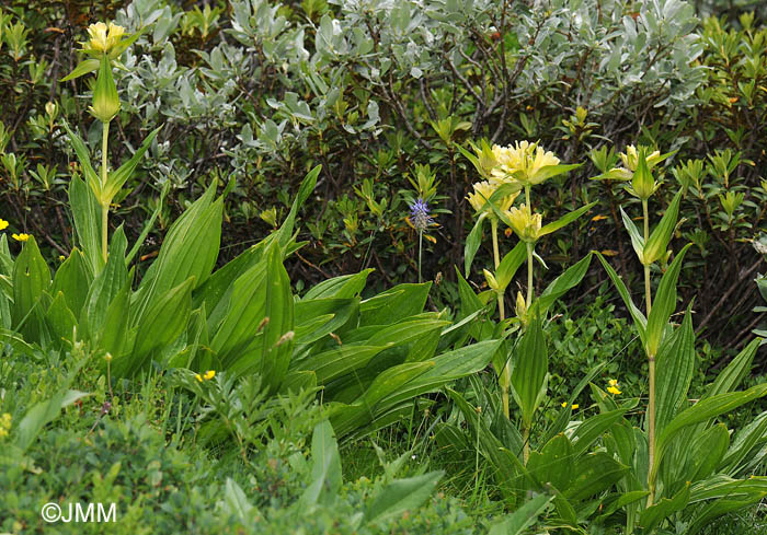 Gentiana burseri subsp. villarsii