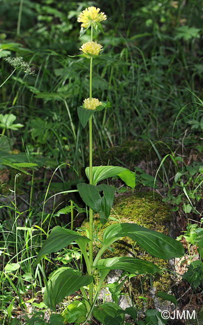 Gentiana burseri subsp. villarsii