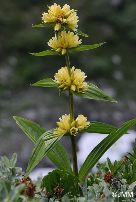 Gentiana burseri subsp. villarsii