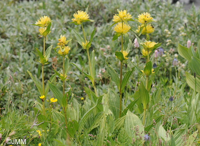 Gentiana burseri subsp. villarsii