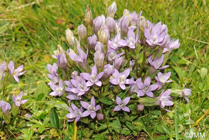 Gentianella anisodonta