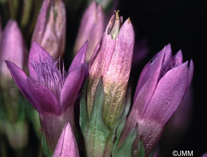 Gentianella anisodonta