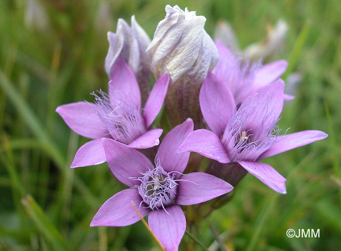 Gentianella anisodonta