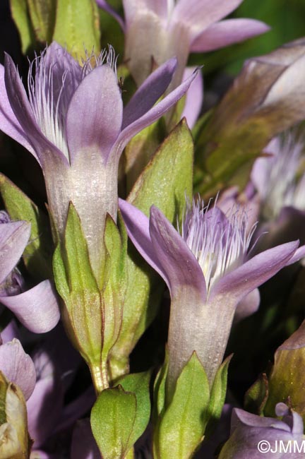 Gentianella anisodonta