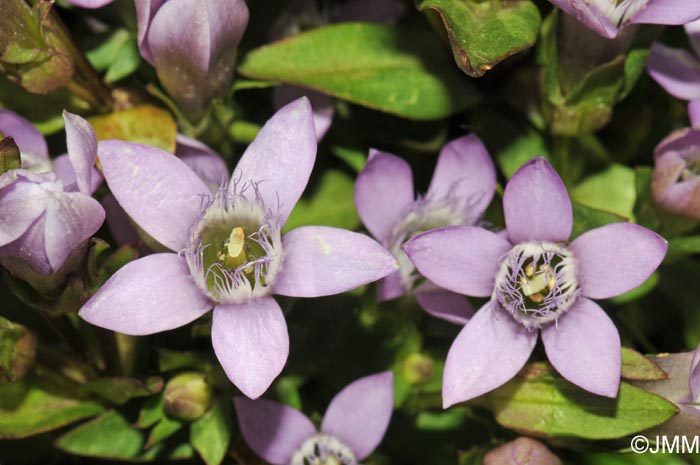 Gentianella anisodonta