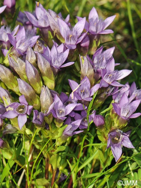 Gentianella anisodonta