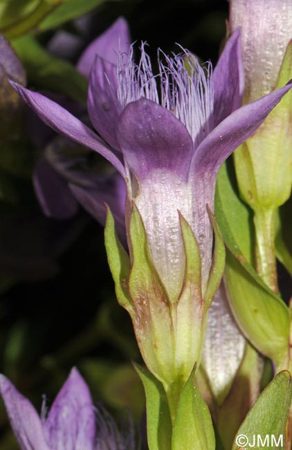 Gentianella anisodonta