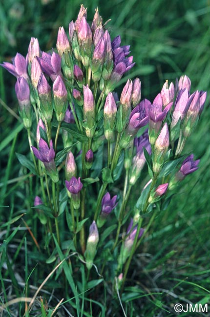 Gentianella anisodonta