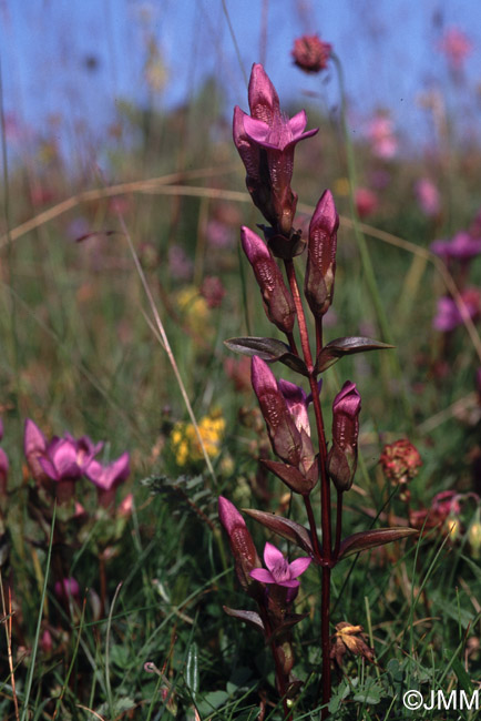 Gentianella campestris