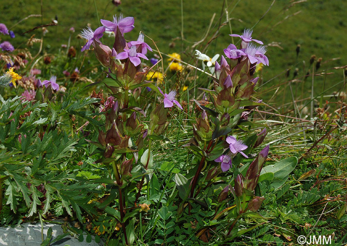 Gentianella campestris