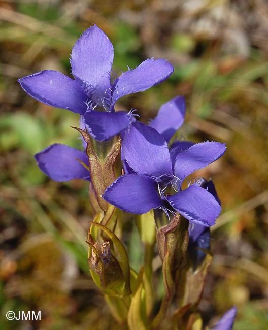  Gentianopsis ciliata =  Gentiana ciliata = Gentianella ciliata