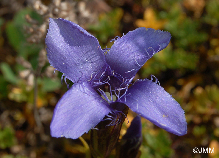  Gentianopsis ciliata =  Gentiana ciliata = Gentianella ciliata