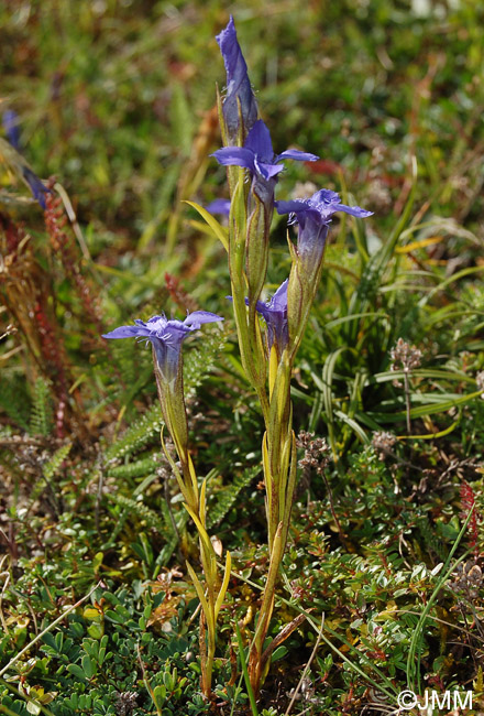  Gentianopsis ciliata =  Gentiana ciliata = Gentianella ciliata