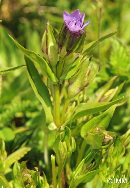 Gentianella engadinensis