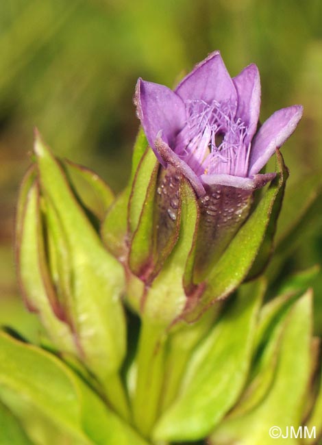 Gentianella engadinensis