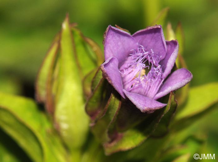 Gentianella engadinensis