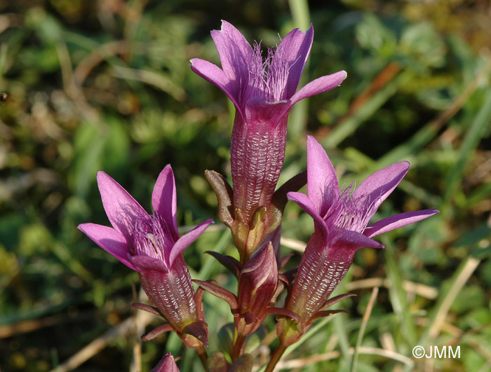 Gentianella germanica