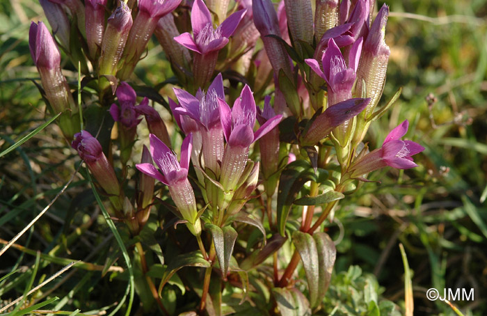 Gentianella germanica