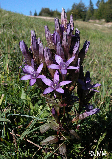 Gentianella germanica