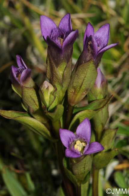 Gentianella campestris subsp. hypericifolia