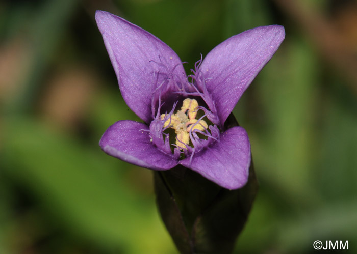 Gentianella campestris subsp. hypericifolia