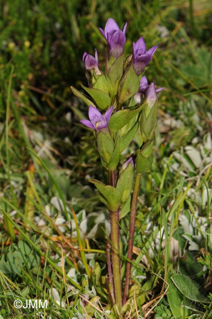 Gentianella campestris subsp. hypericifolia