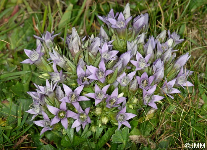 Gentianella ramosa