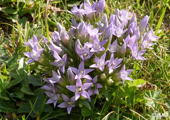 Gentianella ramosa