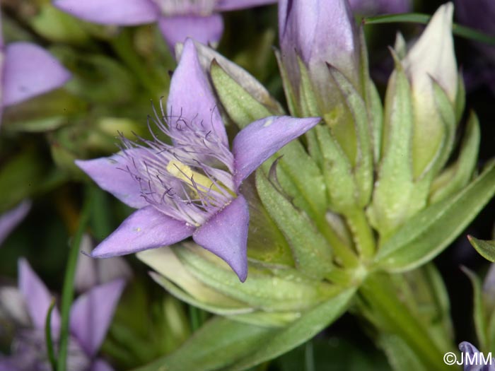 Gentianella ramosa