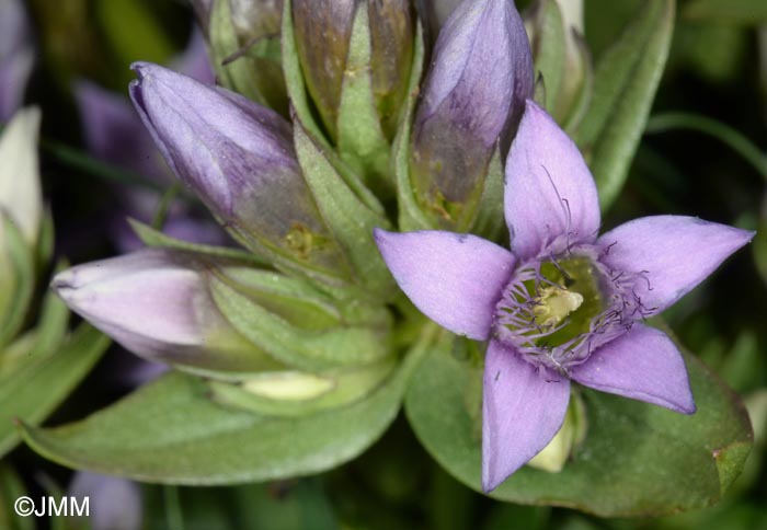 Gentianella ramosa