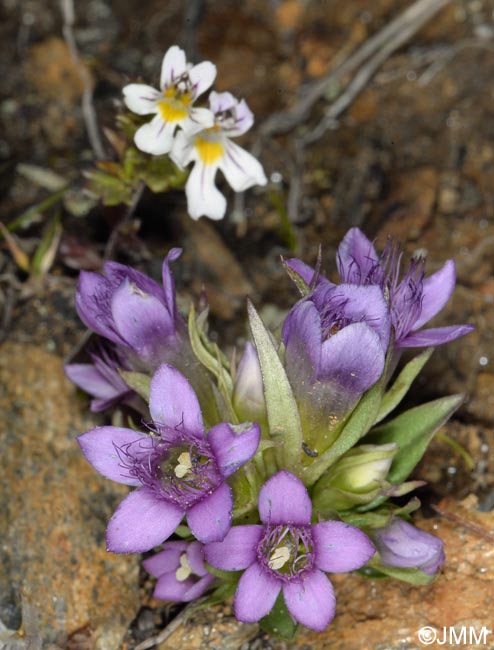 Gentianella ramosa & Euphrasia sp.