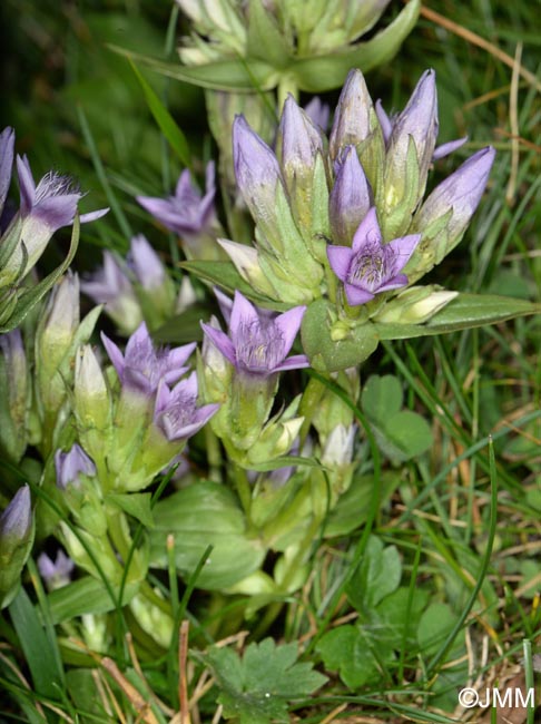 Gentianella ramosa